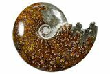 Polished Ammonite (Cleoniceras) Fossil - Madagascar #352355-1